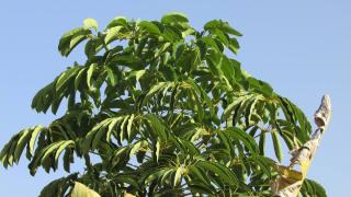 Eriobotrya japonica - néflier du japon ombre