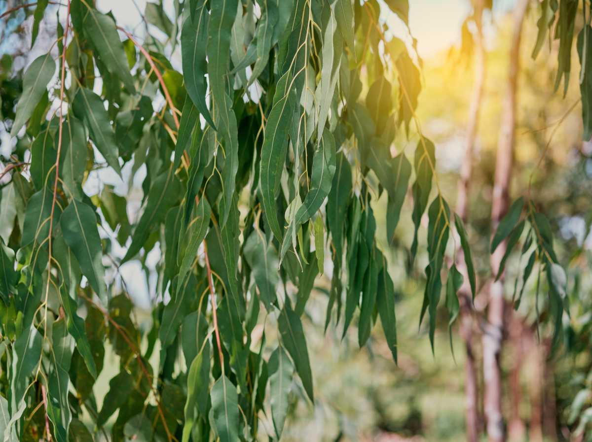 Eucalyptus