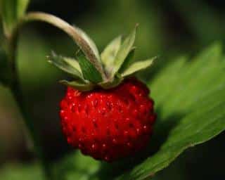 Fraise des bois