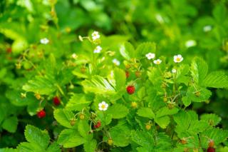 Fraise des bois plantation