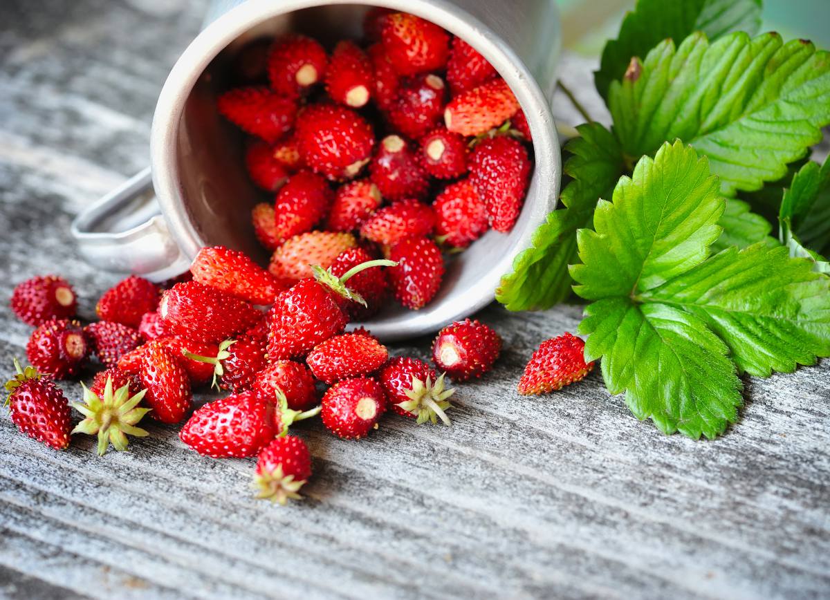 Fraise des bois : culture et entretien