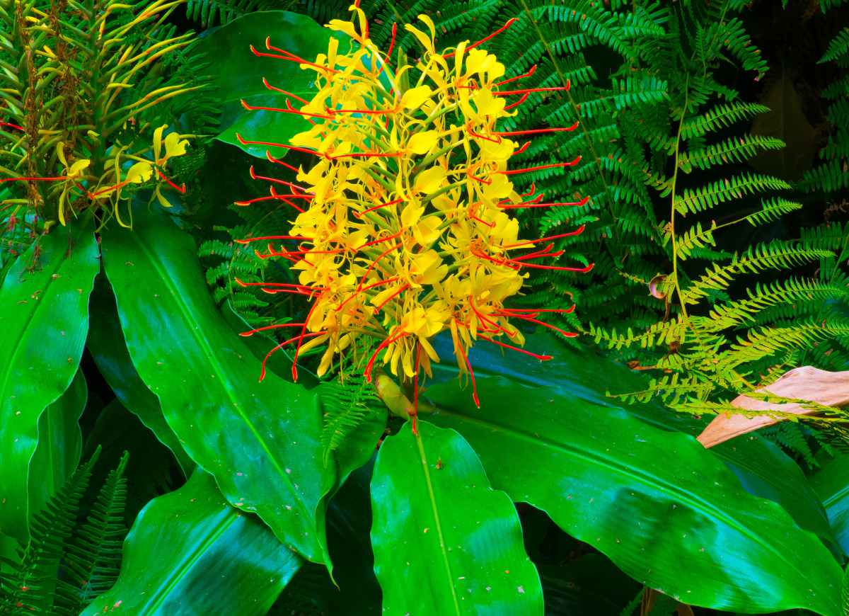 Hedychium