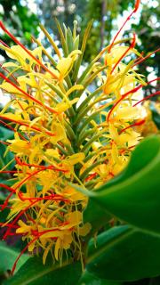 Hedychium entretien