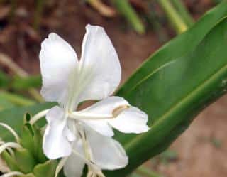 Hedychium coronarium