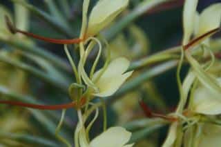 Hedychium fleur