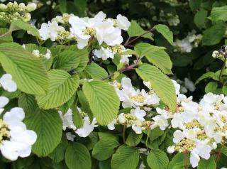 Hortensia grimpant variétés