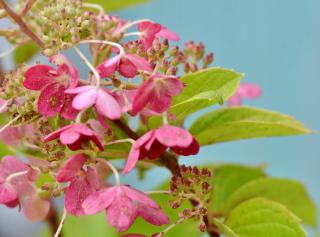 Hydrangea anomala Crug Coral