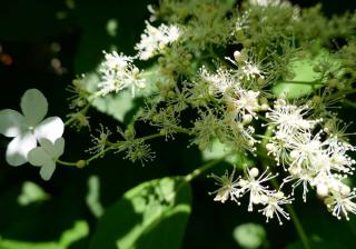 Hydrangea anomala ‘Petiolaris’ - hortensia grimpant petiolaris