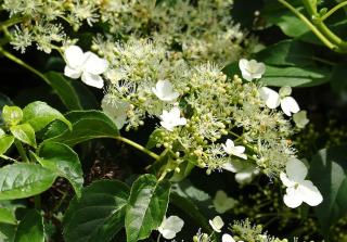 Hydrangea seemanii