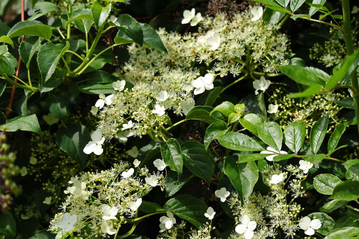 Hortensia Grimpant Vari t s Et Conseils De Culture id al L ombre 