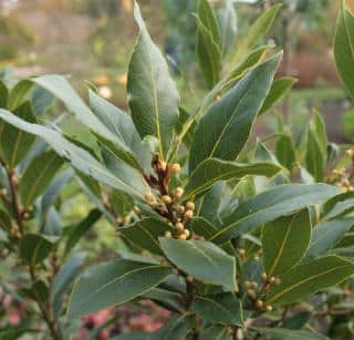 Laurus nobilis feuille