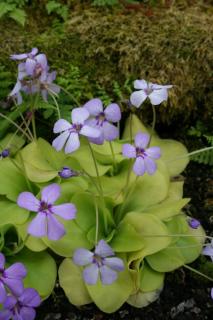 Pinguicula tina