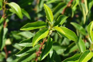 Prunus lusitanica Angustifolia