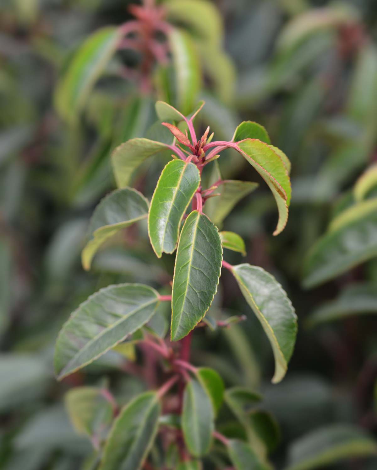 Prunus Lusitanica Portugiesischer Kirschlorbeer Prunus Lusitanica BGOL