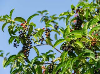 Prunus lusitanica plantation