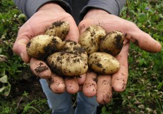 Récolte conservation pomme de terre amandine