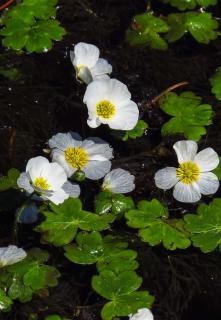 Renoncule aquatique - Ranunculus aquatilis culture entretien