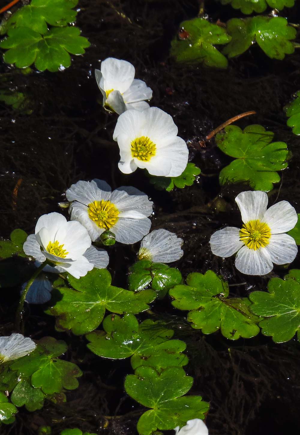 Renoncule aquatique : variétés, plantation, entretien