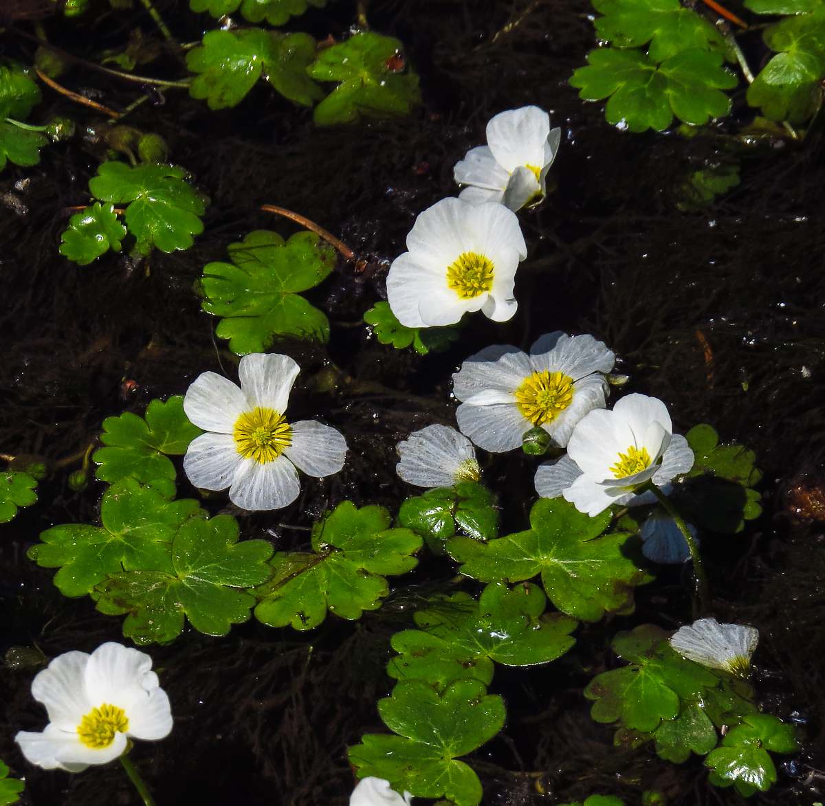 Renoncule d'eau aquatique - Ranunculus aquatilis