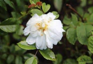 Rosier ancien fleur blanche simple