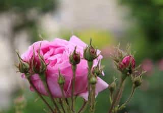 Rosier ancien fleur rose