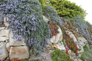 Rosmarinus officinalis 'Pointe du Raz' - romarin officinale