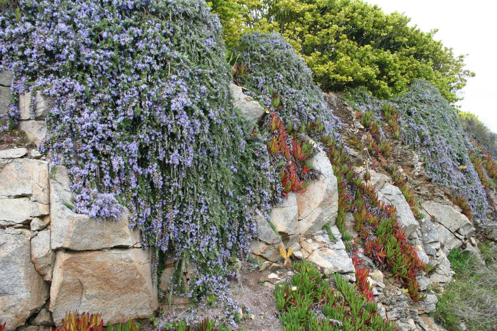 Créer un jardin d'herbes aromatiques - Floralux