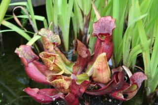 Sarracenia petite rouge