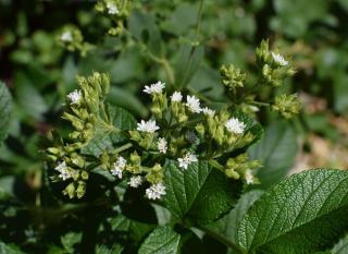Stevia en fleur