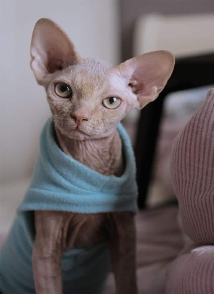 quel médicament contre l allergie au chat
