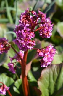 bergenia pourpre