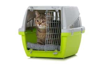 Chat et cage de transport, comment lui faire accepter ?