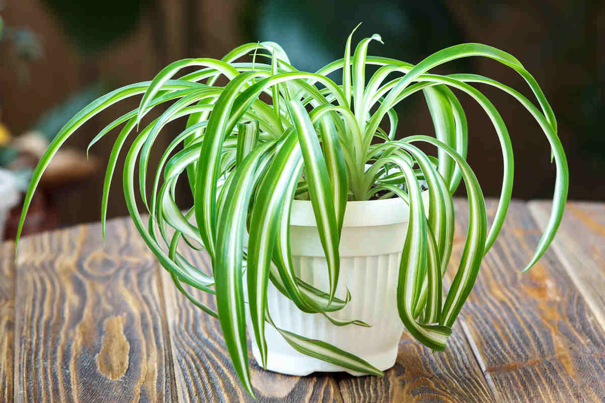 chlorophytum plante