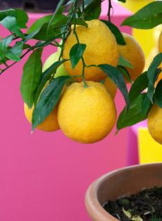 citronnier en pot en hiver en exterieur