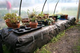 couche chaude sous serre tunnel potager