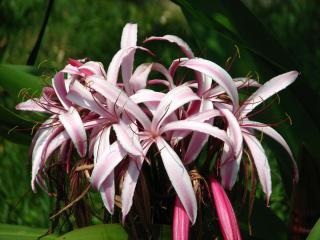 crinum plantation