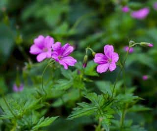 erodium plantation