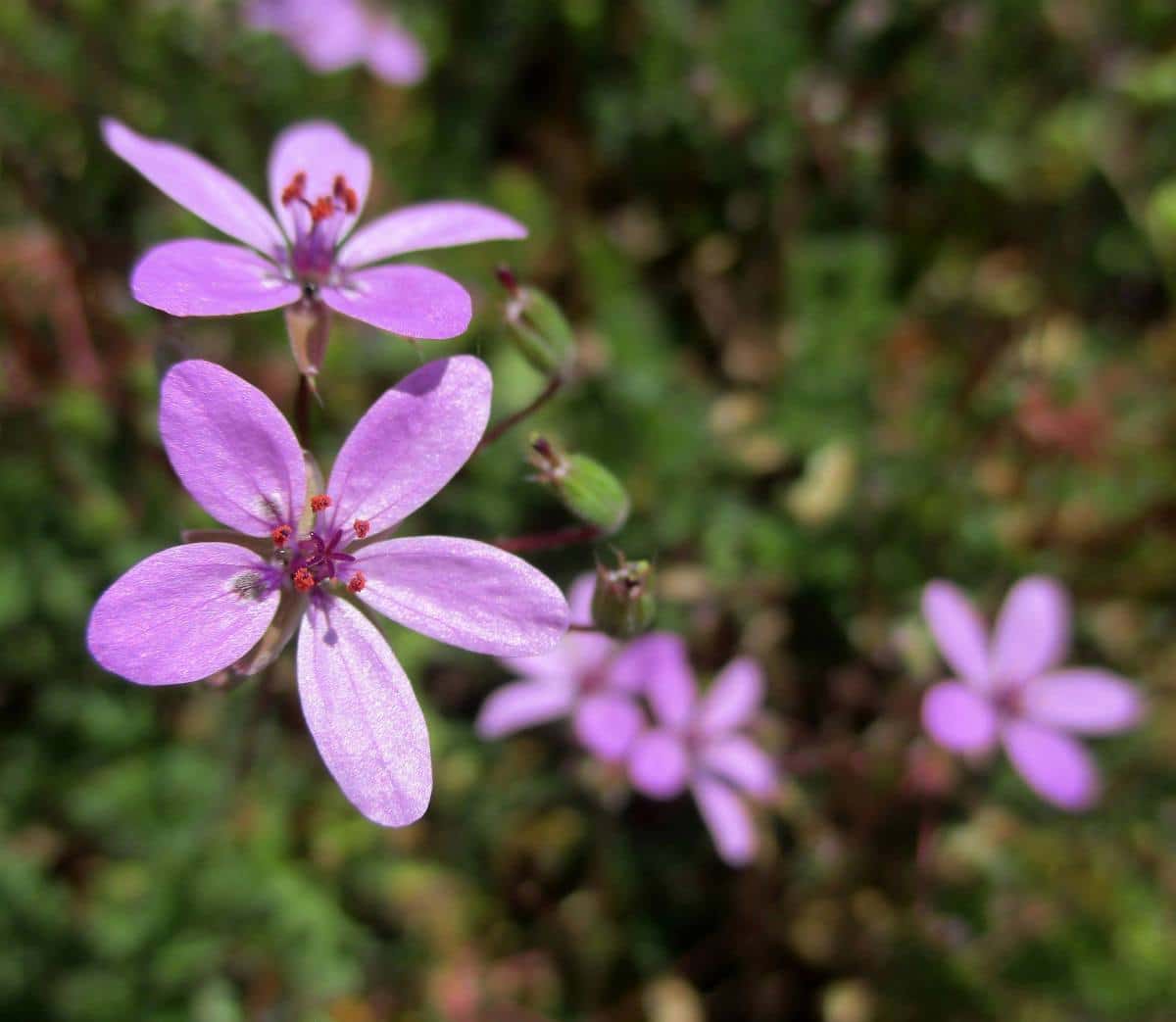 erodium