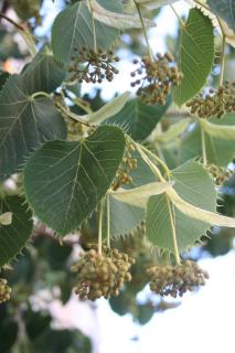 feuille en forme de coeur