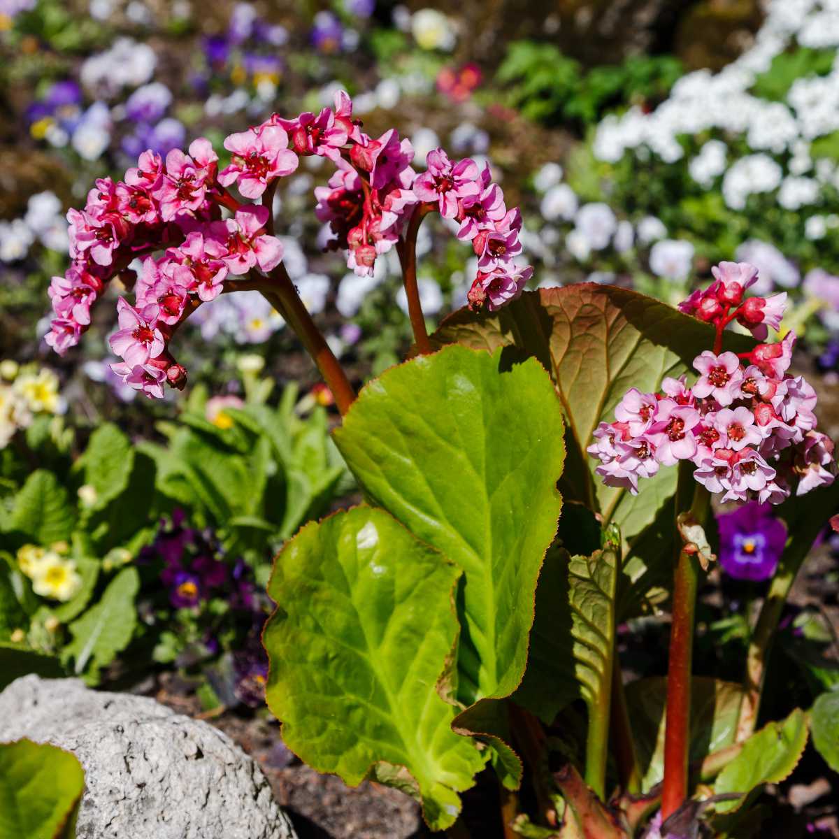 fleur hiver sous bois ombre