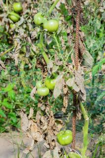 fusariose Fusarium tomate