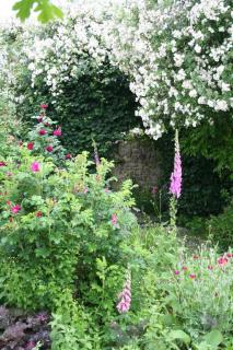 jardin amour plantes fleurs