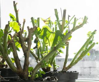 Géranium en hiver
