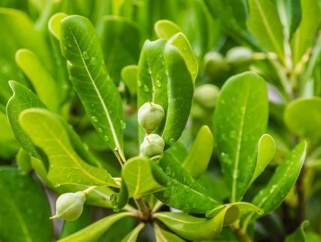 pittosporum tobira - pottispore du japon