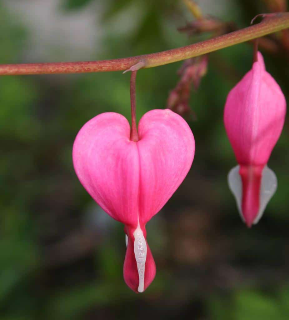 plante symbole amour