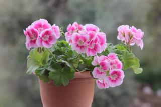 Quand ressortir le géranium au printemps ?