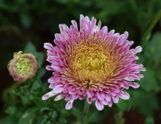 Reine-Marguerite - Aster de Chine - Callistephus chinensis