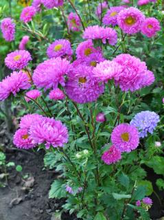 reine marguerite - Callistephus chinensis