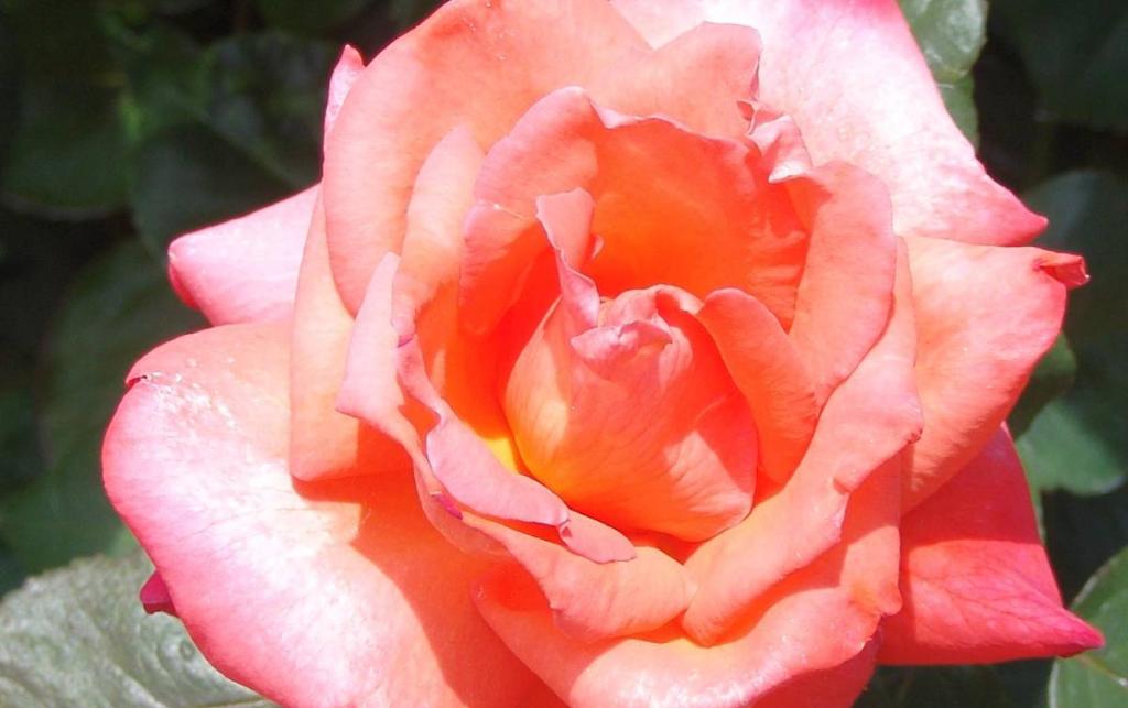 rose rosier Christophe Colomb