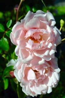 rose rosier albertine